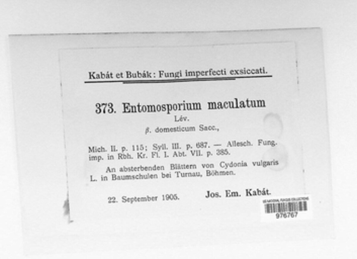 Diplocarpon mespili image